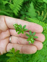 Galium asprellum