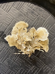Flustridae