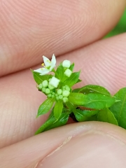 Galium asprellum