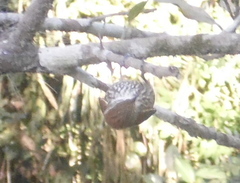 Lepidocolaptes squamatus