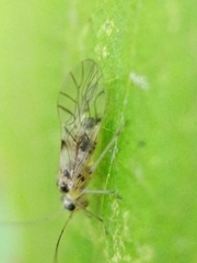 Teliapsocus conterminus