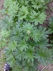 Cacaliopsis nardosmia