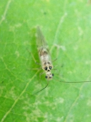 Teliapsocus conterminus