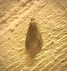 Olethreutes quadrifidum