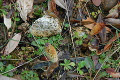 Equisetum telmateia