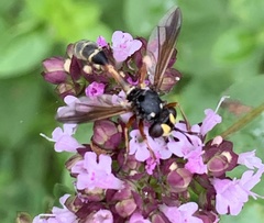 Physocephala rufipes