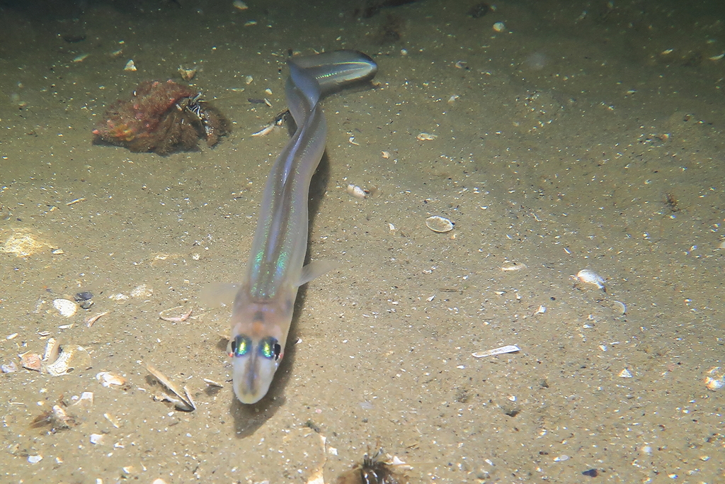 Little conger eel (Gnathophis habenatus) — Congridae