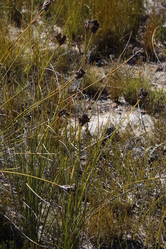 Image of Brown Rushiris (Bobartia rufa) by (c) Tony Rebelo, some rights reserved (CC BY-SA)