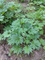 Cacaliopsis nardosmia