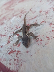 Sceloporus variabilis