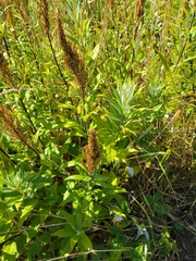 Artemisia suksdorfii