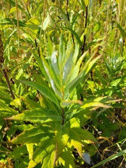 Artemisia suksdorfii