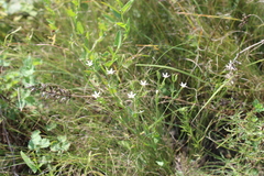 Centaurium pulchellum meyeri