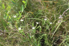 Centaurium pulchellum meyeri