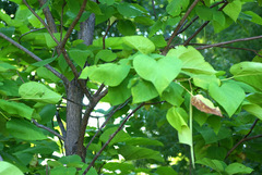 Catalpa