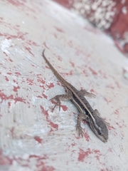Sceloporus variabilis