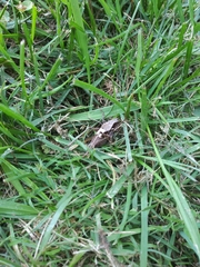 Atlanticus testaceus