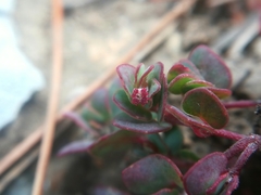 Euphorbia cinerascens