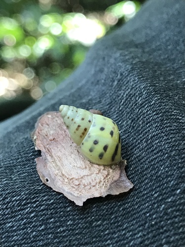 Banded Cone