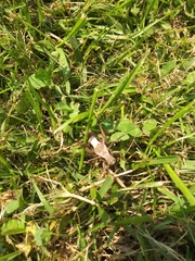 Atlanticus testaceus