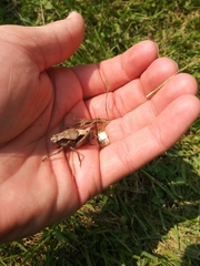 Atlanticus testaceus
