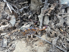 Bothriurus coriaceus