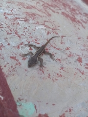 Sceloporus variabilis