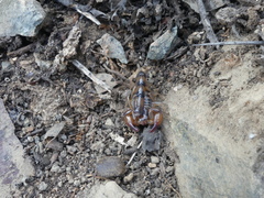 Bothriurus coriaceus