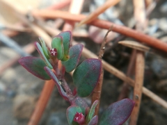Euphorbia cinerascens
