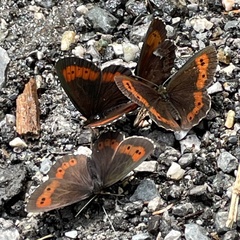 Erebia euryale