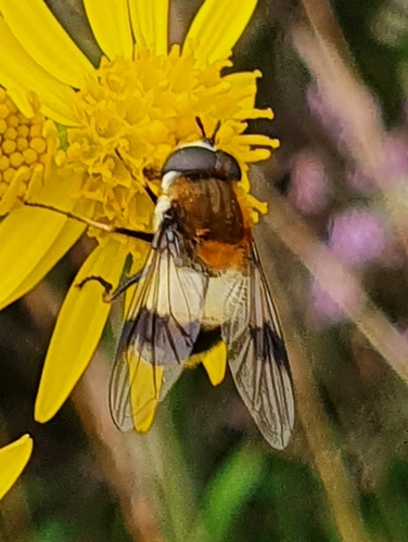 Blotch-winged Hoverfly