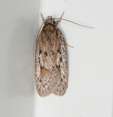 Acantholena siccella