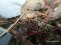 Euphorbia cinerascens