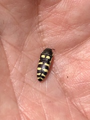 Acmaeodera alicia