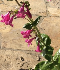 Penstemon triflorus