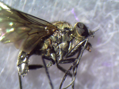 Symphoromyia