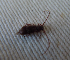 Exocentrus lusitanus