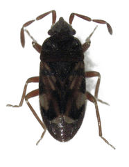 Tomocoris ornatus