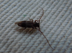 Exocentrus lusitanus