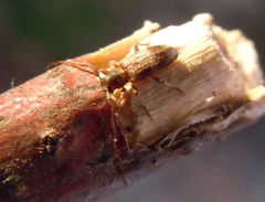 Exocentrus lusitanus