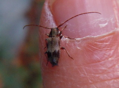 Exocentrus lusitanus