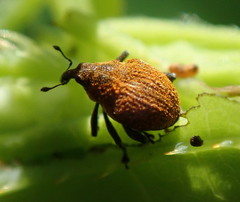 Rhinoncomimus latipes