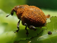 Rhinoncomimus latipes