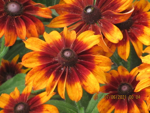 Photograph of Black-eyed Susans, coneflowers, and prairie coneflowers
