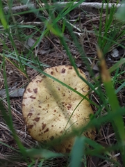 Suillus