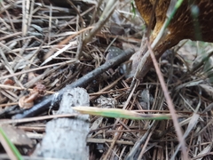 Suillus