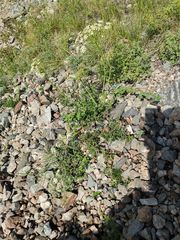 Laserpitium gallicum