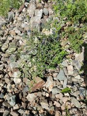 Laserpitium gallicum