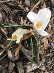 Crocus vernus