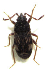 Tomocoris ornatus